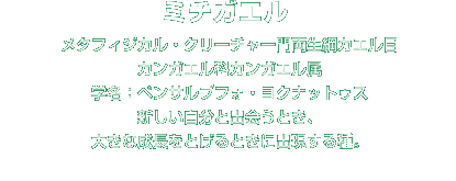 ミチガエル解説