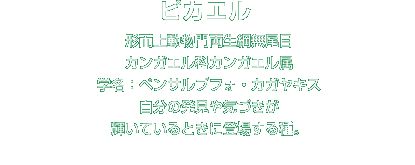 ピカエル解説