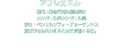 アフレカエル解説