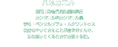 ハネカエル解説