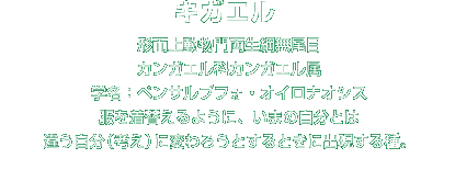 キガエル解説