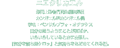 ニエクリカエル解説