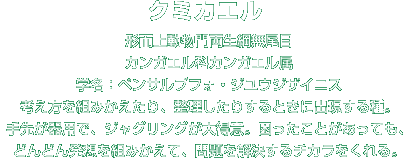 クミカエル解説