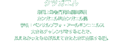 クツガエル解説