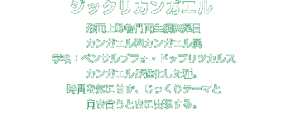 ジックリカンガエル解説