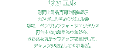 サカエル解説