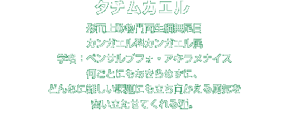 タチムカエル解説