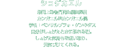 ショゲカエル解説