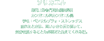 ソリカエル解説