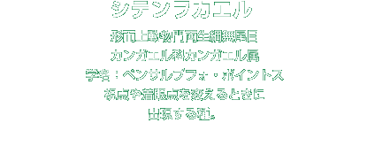 シテンヲカエル解説