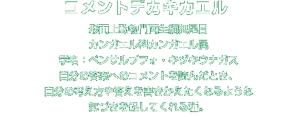 コメントデカキカエル解説