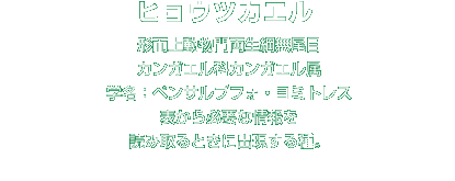 ヒョウツカエル解説