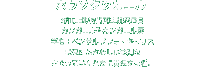 ホウソクツカエル解説