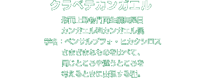 クラベテカンガエル解説